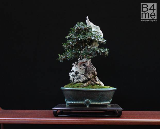 olive bonsai